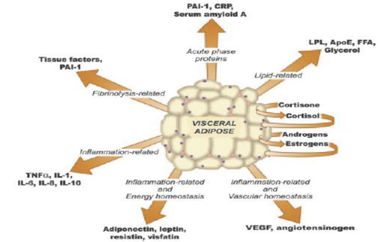 Funzioni endocrina dell'adipocita